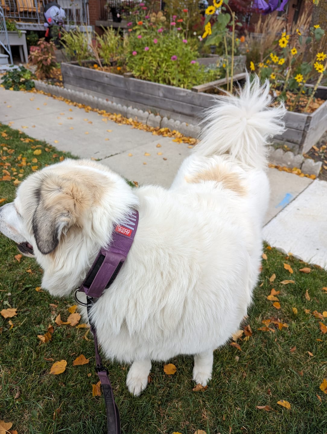 Customer photo review of 2" Tactik Dog Collar - Grape