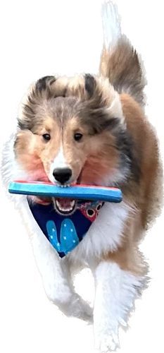 Customer photo review of 6 Inch Jumbo Braided Bully Stick