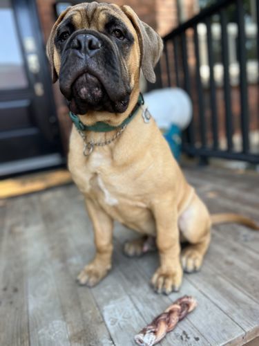 Customer photo review of 6 Inch Monster Braided Bully Stick