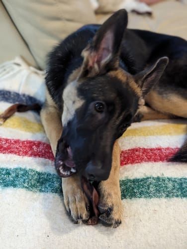 Customer photo review of Bully Bunches Puppy Pack