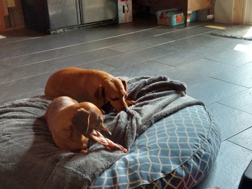 Customer photo review of 6 Inch Monster Braided Bully Stick