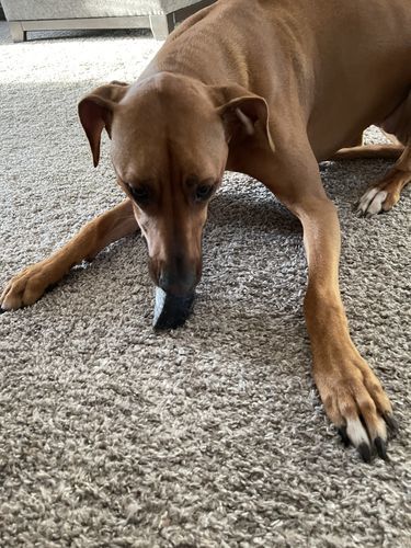 Customer photo review of Cow Hooves