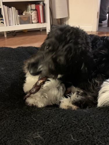 Customer photo review of 6 Inch Jumbo Braided Bully Stick