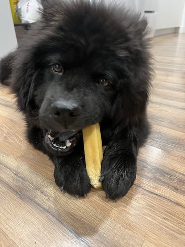 Customer photo review of Himalayan Yak Chew (SMALL)