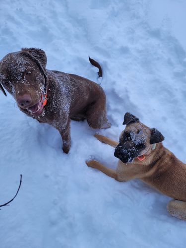 Customer photo review of 6 Inch Jumbo Braided Bully Stick
