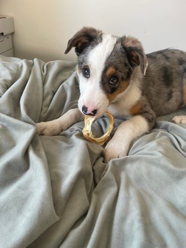 Customer photo review of Bully Bunches Puppy Pack