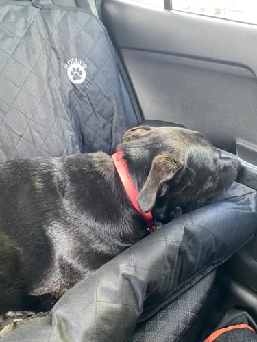 Customer photo review of Car Seat Cover