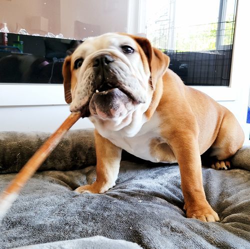 Customer photo review of 12 Inch Beef Jerky Stick
