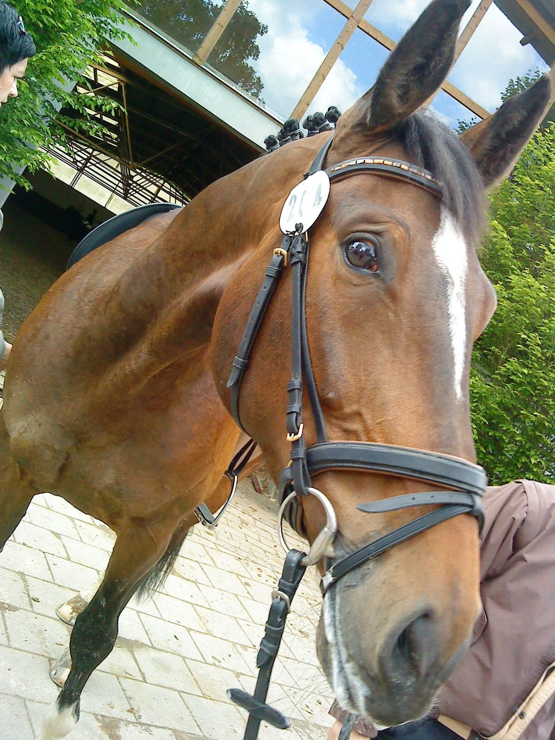 Customer photo review of Allergietest Plus Pferd