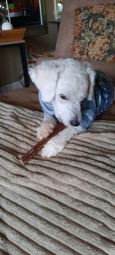 Customer photo review of 12 Inch Braided Jerky Stick