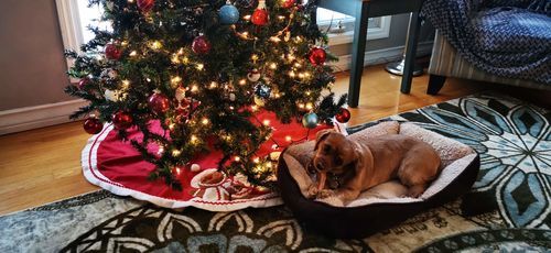 Customer photo review of 6 Inch Jumbo Braided Bully Stick