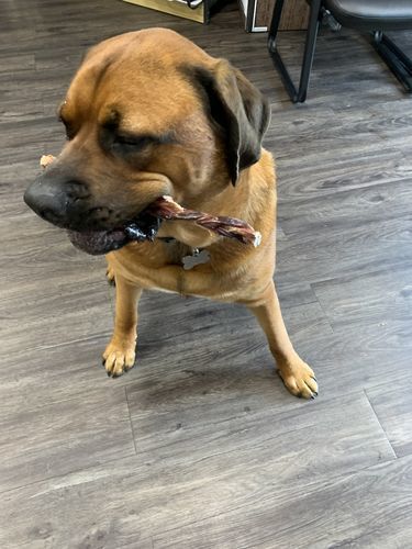 Customer photo review of 12 Inch Braided Jerky Stick