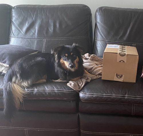 Customer photo review of Himalayan Yak Chew (SMALL)