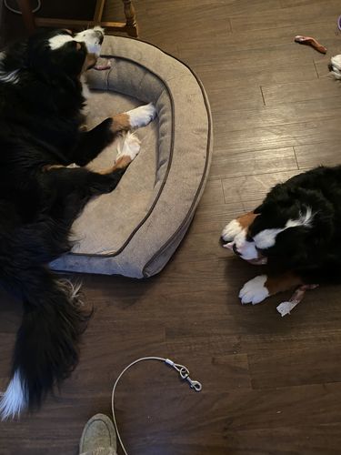 Customer photo review of 6 Inch Monster Braided Bully Stick