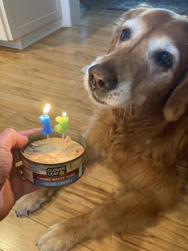 Customer photo review of Himalayan Yak Chew (SMALL)