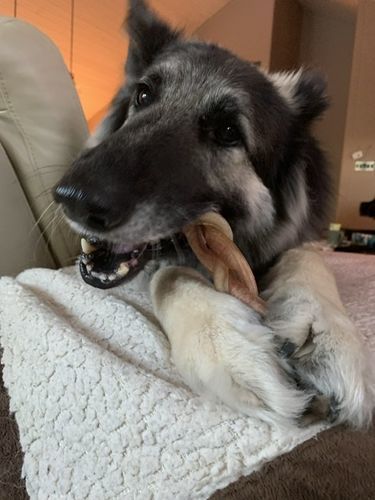 Customer photo review of 6 Inch Jumbo Braided Bully Stick