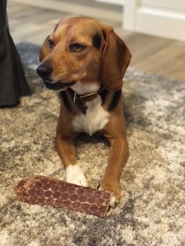Customer photo review of 12 Inch Beef Jerky Strip