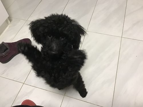Customer photo review of 6 Inch Monster Braided Bully Stick