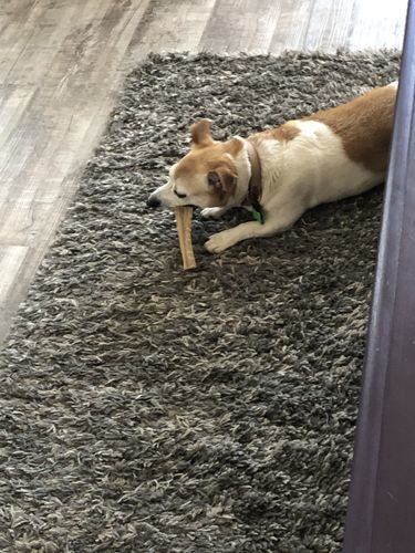 Customer photo review of 12 Inch Beef Trachea