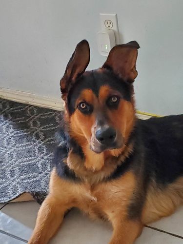 Customer photo review of 12 Inch Braided Jerky Stick