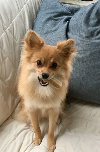 Customer photo review of Himalayan Yak Chew (SMALL)