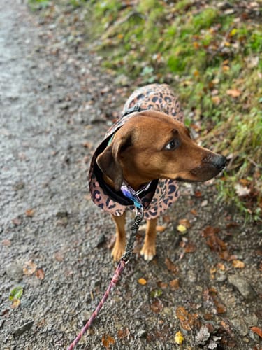 Customer photo review of Visibility Raincoat Lite Leopard for Dogs