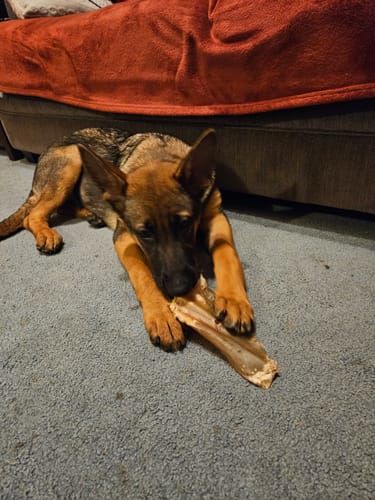 Customer photo review of Bully Bunches Puppy Pack