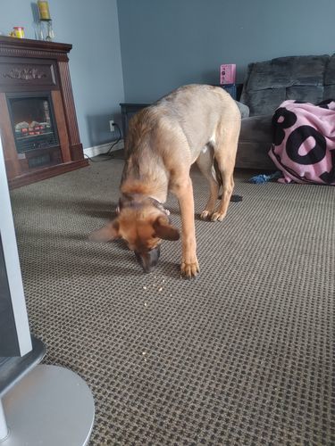 Customer photo review of 12 Inch Beef Trachea
