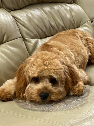 Customer photo review of Himalayan Yak Chew (SMALL)