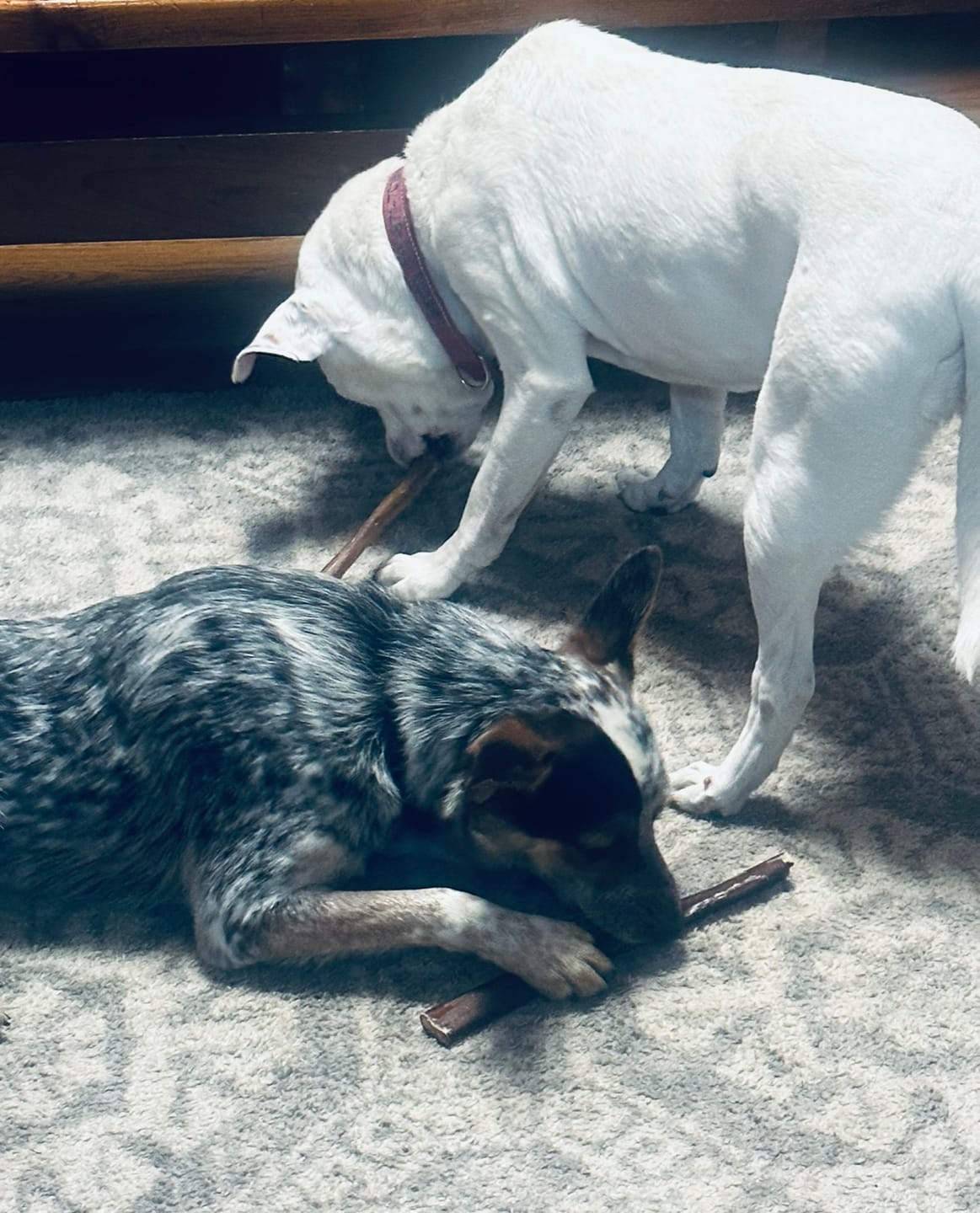 Customer photo review of 6 Inch Monster Braided Bully Stick