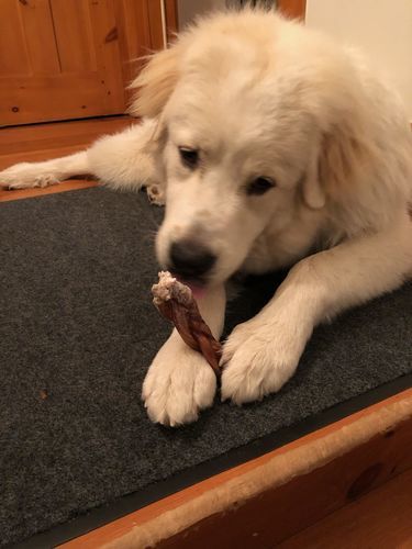 Customer photo review of 6 Inch Jumbo Braided Bully Stick