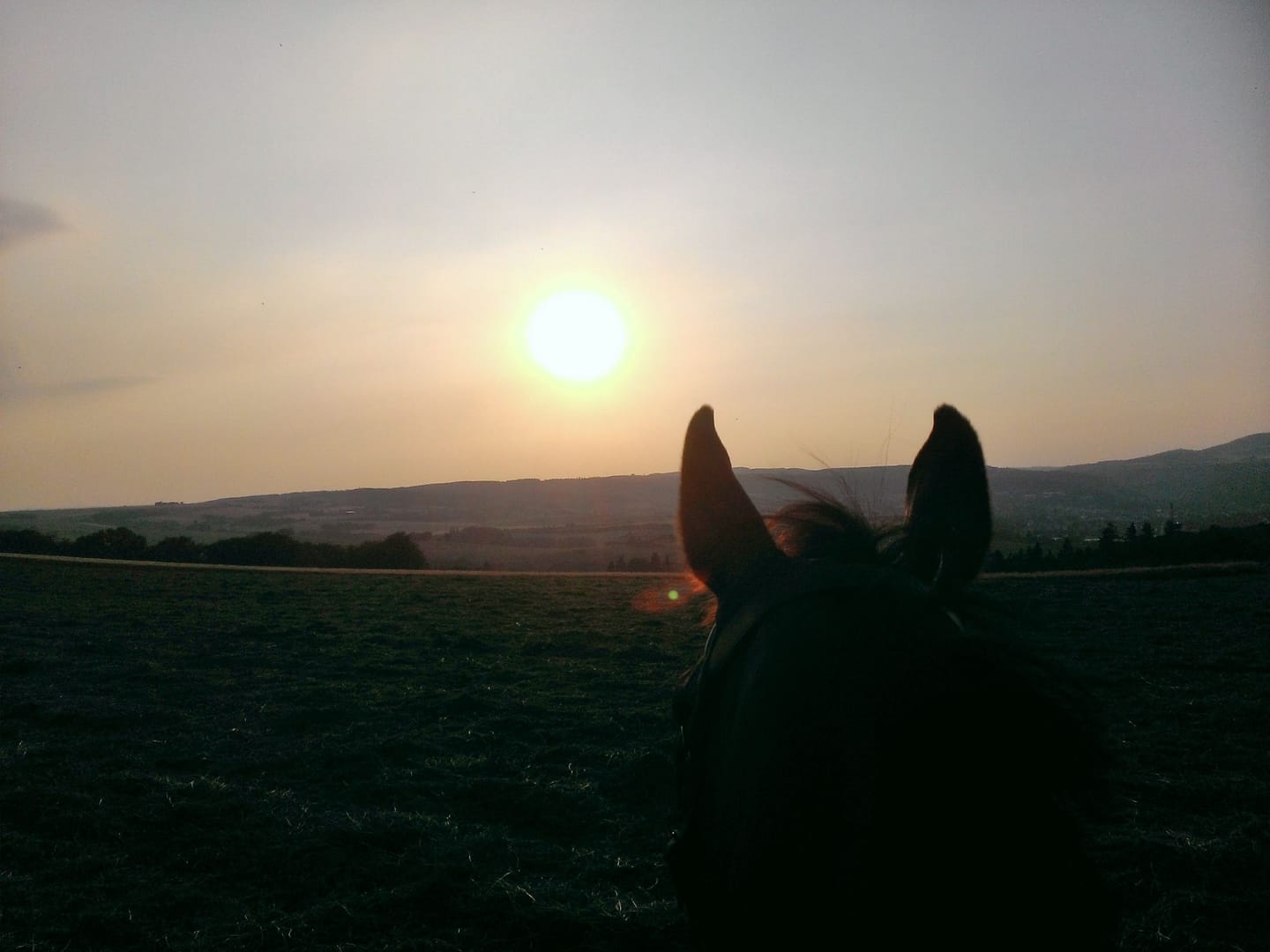 Customer photo review of Allergietest Plus Pferd