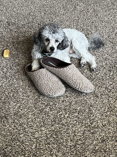 Customer photo review of Himalayan Yak Chew (SMALL)