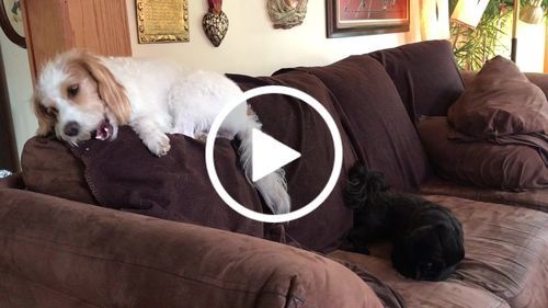 Customer photo review of Himalayan Yak Chew (SMALL)