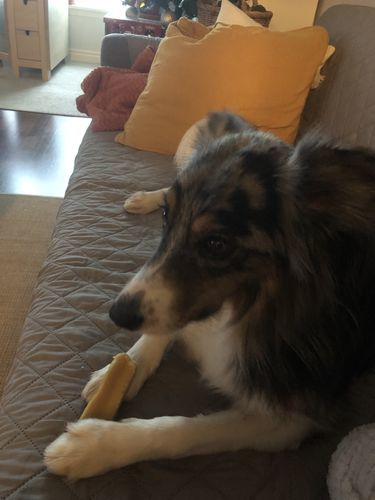 Customer photo review of Himalayan Yak Chew (SMALL)