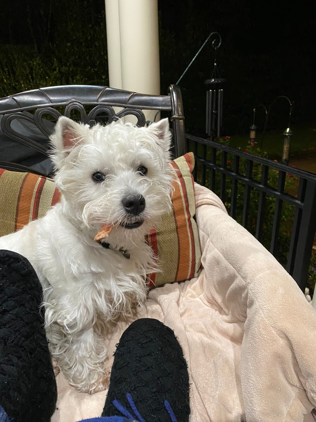 Customer photo review of Large Bully Sticks 6"