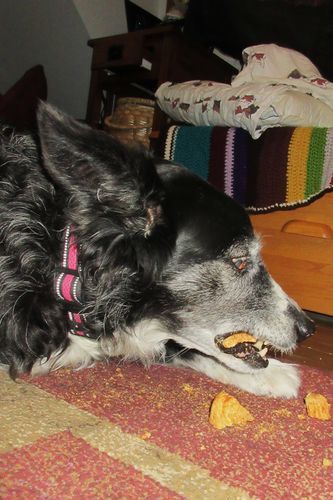 Customer photo review of Himalayan Yak Puffs