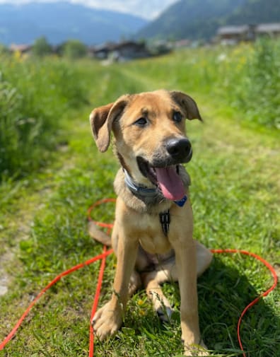 Customer photo review of DNA Test Rassebestimmung Basic Hund