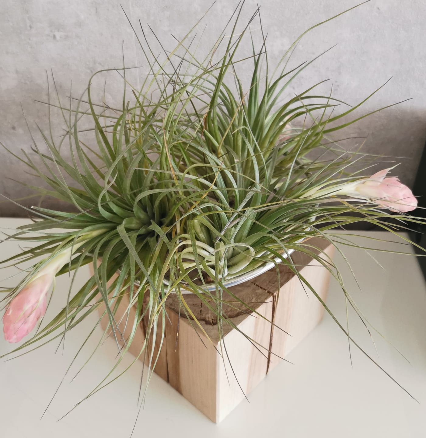 Customer photo review of Tilly Xylo - Gigant