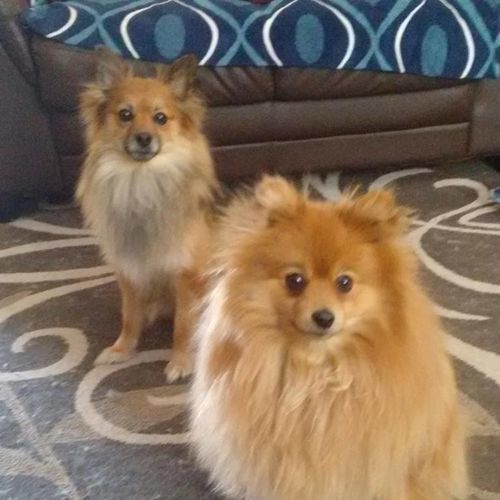 Customer photo review of Himalayan Yak Puffs