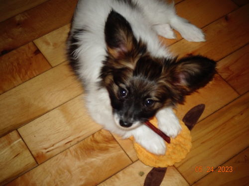 Customer photo review of 12 Inch Beef Jerky Strip
