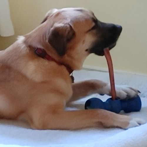 Customer photo review of 12 Inch Beef Jerky Stick