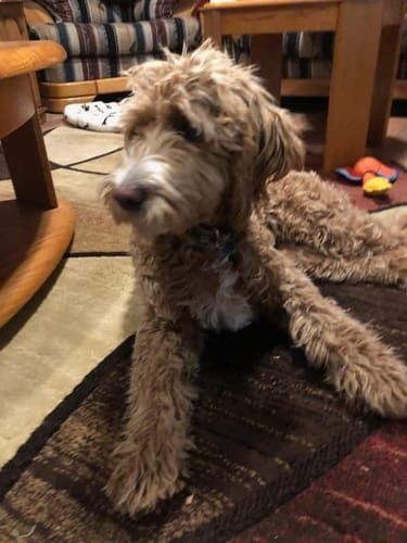 Customer photo review of Bully Bunches Puppy Pack