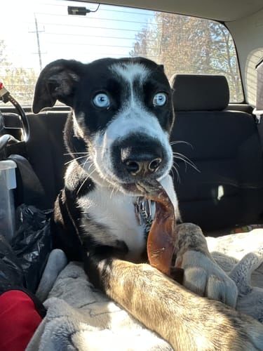 Customer photo review of Bully Bunches Puppy Pack