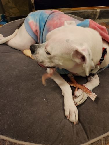 Customer photo review of 6 Inch Jumbo Braided Bully Stick