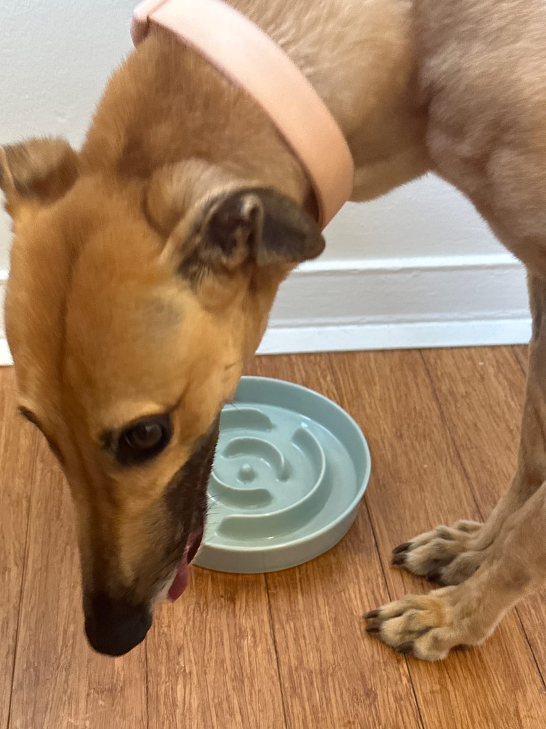 Customer photo review of Ceramic Slow Feeder Pet Bowl for Dogs and Cats