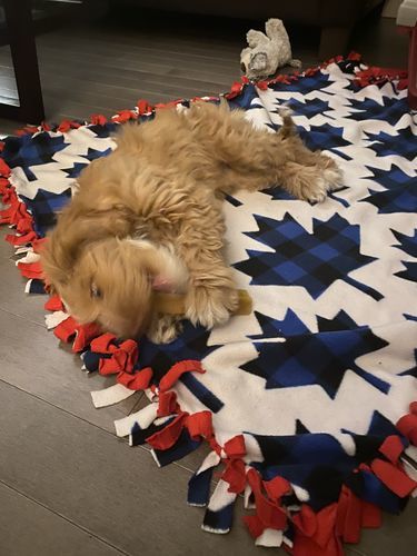 Customer photo review of Himalayan Yak Chew (SMALL)