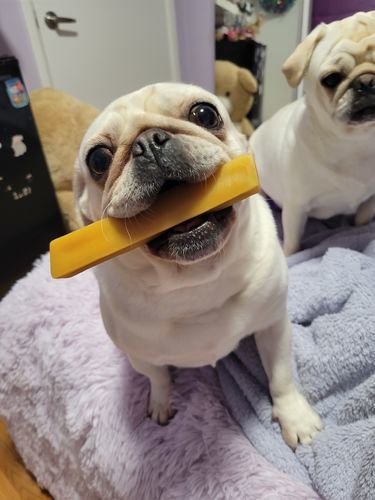 Customer photo review of Himalayan Yak Chew (SMALL)