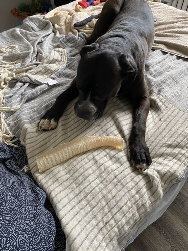 Customer photo review of 12 Inch Beef Trachea