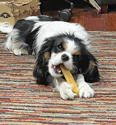 Customer photo review of Himalayan Yak Chew (SMALL)